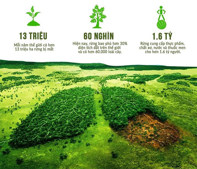 Tình trạng rừng hiện nay. Tình trạng rừng hiện nay.