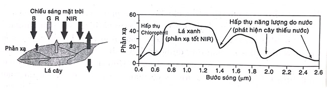 Nghiên cứu cây trồng dựa theo đặc trưng phản xạ phổ.